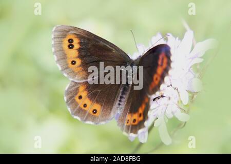Arran brown "Erebia ligea' Foto Stock