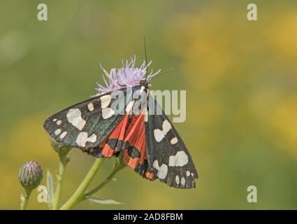 Scarlet tiger moth 'Callimorpha dominula' Foto Stock