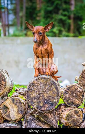 Outdoor ritratto di un rosso in miniatura cane pinscher Foto Stock