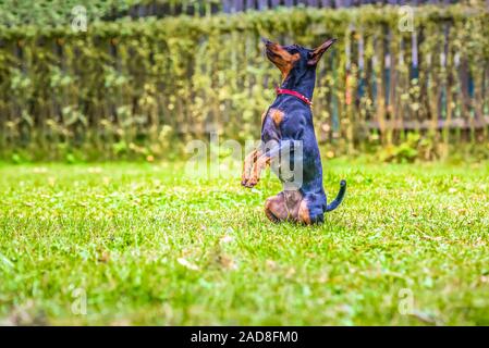 Outdoor ritratto di un rosso in miniatura cane pinscher Foto Stock