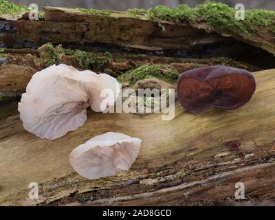 Giudeo l orecchio, legno orecchio, jelly orecchio, ebreo bianco'orecchio Foto Stock