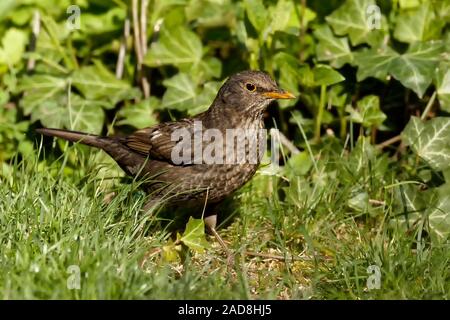 Amsel Foto Stock