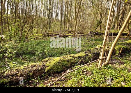 Foresta in primavera, Witten, la zona della Ruhr, Renania settentrionale-Vestfalia, Germania, Europa Foto Stock