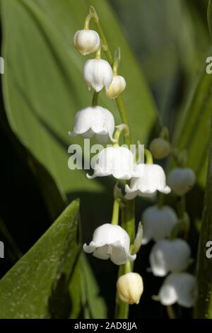 Il giglio della valle Foto Stock