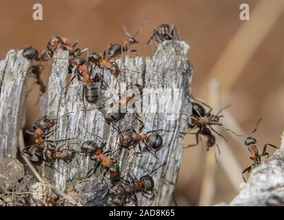 In legno rosso 'ant formica rufa' Foto Stock