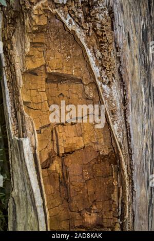 legno vecchio Foto Stock