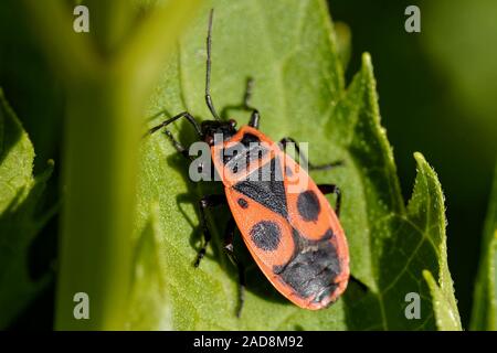 Fuoco comune bug Foto Stock