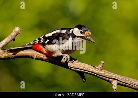 Picchio rosso maggiore maschio Foto Stock