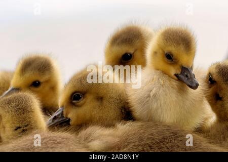 Canada Goose pulcini Foto Stock