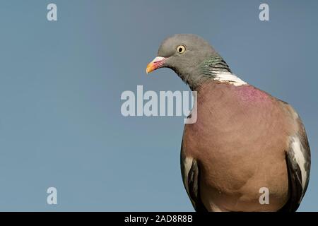 piccione di legno Foto Stock