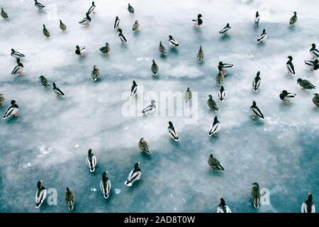 Grande accumulo di anatre in inverno sul ghiaccio del serbatoio. Foto Stock