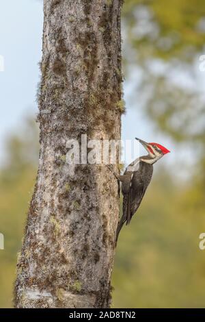 Un maschio Pileated picchio in cerca di cibo in inverno. Foto Stock