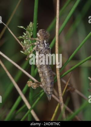 Esuvia di una grande libellula in erba Foto Stock