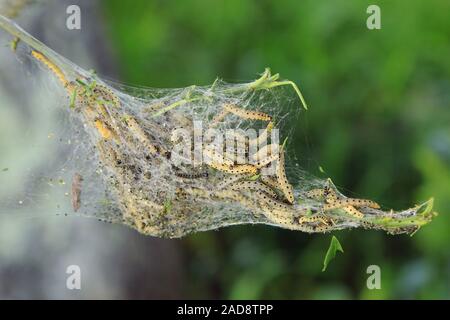 I bruchi del web Pfaffenhütchen moth, mandrino ermellino, Erucae yponomeuta cagnagella Foto Stock