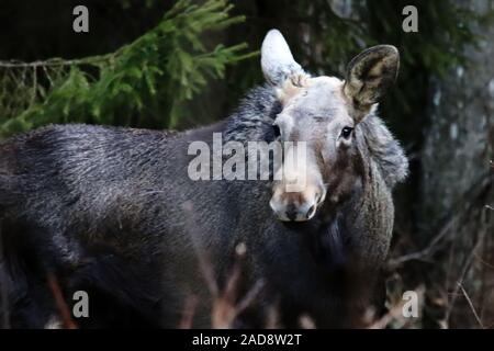 Giovani elk (età circa un anno) sul bordo ща Foresta di primavera Foto Stock