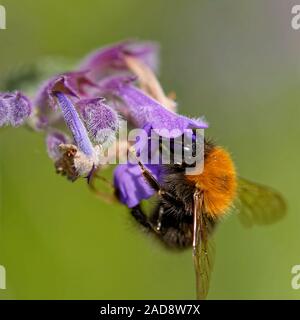 Bombo Foto Stock