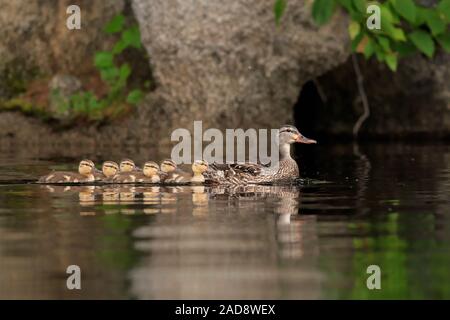 Anatre in una riga. Foto Stock