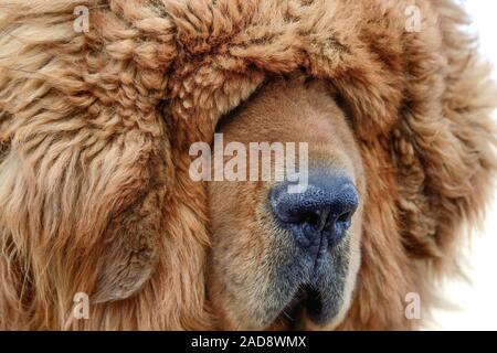 Un ritratto di un marrone Mastino tibetano suggerisce di accecamento pelliccia può essere una sfida per questi fedeli cani da guardia. Foto Stock