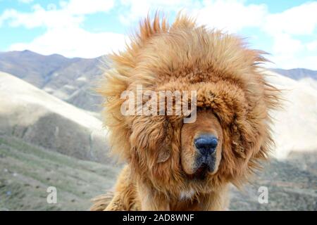 Un clima di vento può essere una sfida accecanti per questi fedeli Il Mastino tibetano cani da guardia di nella regione autonoma del Tibet della Cina. Foto Stock