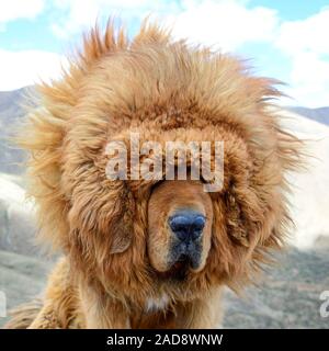 Il leone-come la criniera di un Mastino tibetano soffia selvaggiamente nel ventoso clima della regione autonoma del Tibet in Cina. Foto Stock