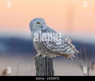 Femmina civetta delle nevi si appollaia su un palo, Ontario orientale Foto Stock