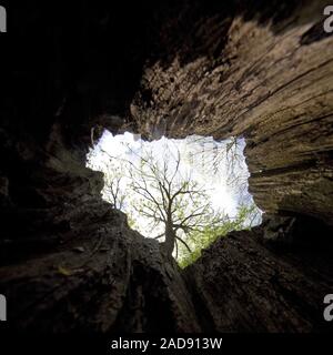 La vista di un albero cavo trunk per la tettoia strato, Porta Westfalica, Germania, Europa Foto Stock