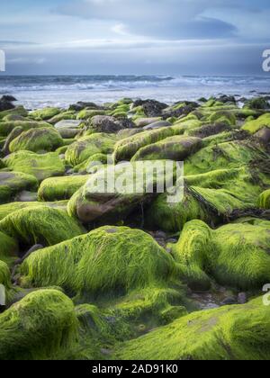 Pietre sulla spiaggia coperta di muschio e alghe a bassa marea Foto Stock