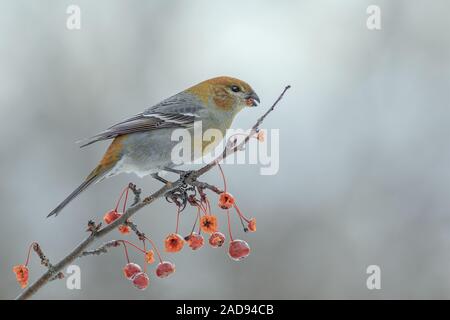 Una femmina di Pine Grosbeak feste sulle mele di granchio. Foto Stock