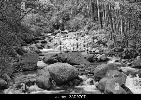 Piccolo ruscello a Volcan Baru Parco Nazionale di Panama in bianco e nero Foto Stock