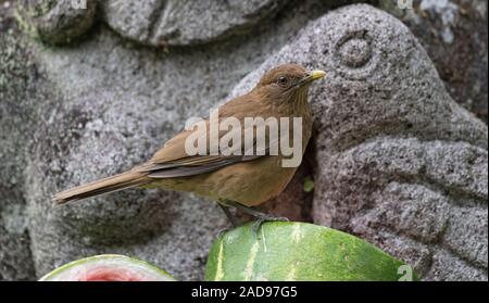 Argilla tordo colorati siede su un melone a fette Foto Stock