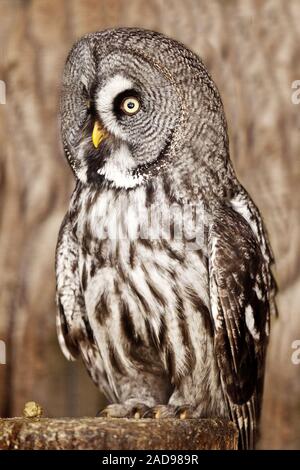 Grande grigio allocco (Strix nebulosa), ritratto, vista laterale, Pelm, Germania Foto Stock