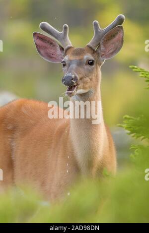 Un bianco-tailed buck guarda fino dalla sua prima colazione Foto Stock