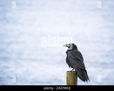 Corvo nero su un palo oceano atlantico nella parte posteriore Foto Stock