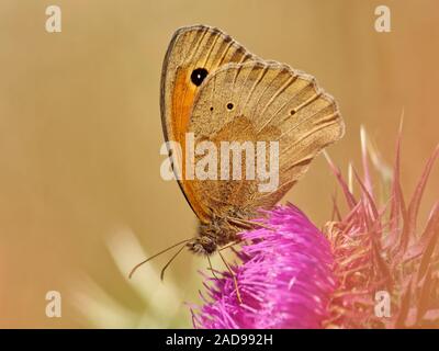 Grande occhio di bue su un graffio thistle Foto Stock