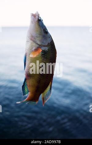 Long-striped wrasse (Symphodus tinca) dal Mar Nero Foto Stock