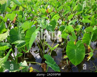 Close-up di Wet Kalo Taro campo su Oahu sopravento su una bella giornata. Foto Stock