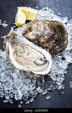 Roccia fresca oyster offerto come primo piano aperto con spicchi di limone su ghiaccio tritato con spazio di copia Foto Stock