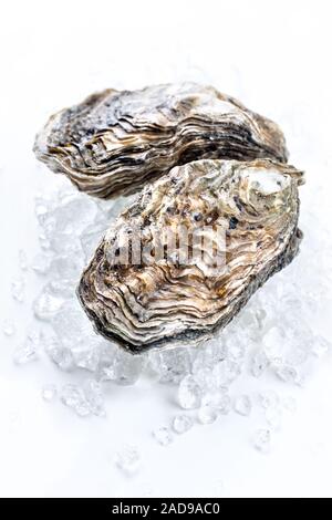 Roccia fresca oyster offerto come closeup sul ghiaccio tritato con spazio di copia Foto Stock