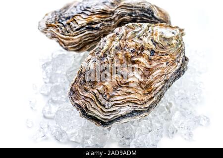 Roccia fresca oyster offerto come closeup sul ghiaccio tritato con spazio di copia Foto Stock