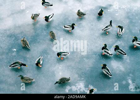 Grande accumulo di anatre in inverno sul ghiaccio del serbatoio. Foto Stock