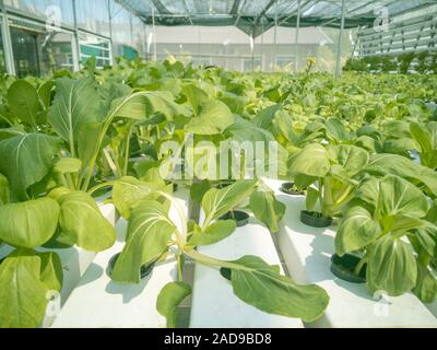 Messa a fuoco selettiva di fresche verdure biologiche coltivate utilizzando aquaponic o allevamento di hydroponics all'interno della serra. Foto Stock