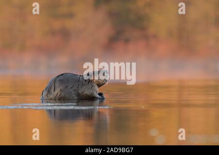 Un Castoro esce per alimentare al tramonto. Foto Stock