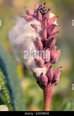 La rottura della scatola di seme con una piuma e semi Foto Stock