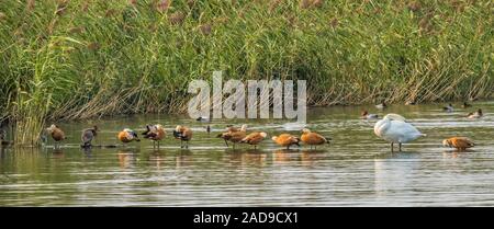 Gli uccelli acquatici, dominando 'Rubicondo Shelducks', Lago di Costanza Foto Stock