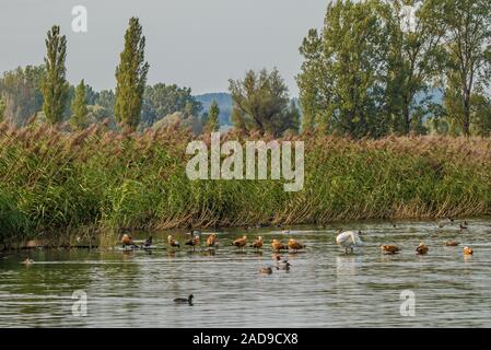 Gli uccelli acquatici, dominando 'Rubicondo Shelducks', Lago di Costanza Foto Stock