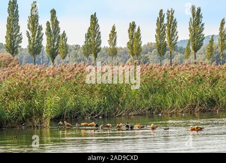 Gli uccelli acquatici, dominando 'Rubicondo Shelducks', Lago di Costanza Foto Stock