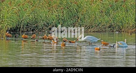Cigni 'Cygnus olor' e dominando 'Rubicondo Shelducks', Lago di Costanza Foto Stock
