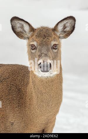 Un ritratto di un white-Tailed Deer in inverno. Foto Stock