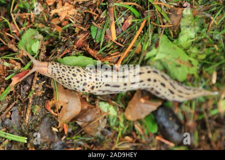 Tigerschnegel, Leopard slug, Limax maximus Foto Stock