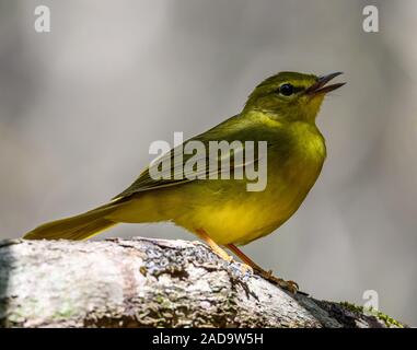 Un trillo Flavescent (Myiothlypis flaveola) cantando su una roccia. Bahia, Brasile, Sud America. Foto Stock